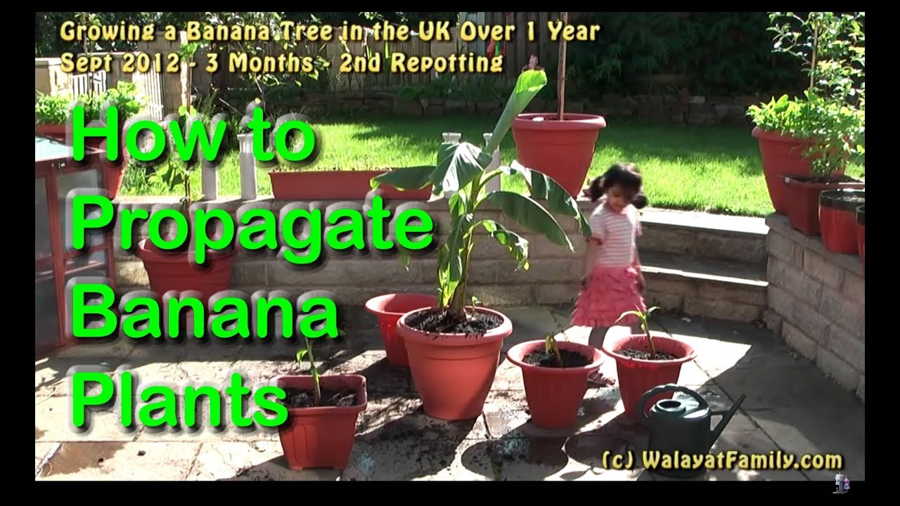 How to Grow, Split and Propagate Banana Plants in the UK - Over 1 Year