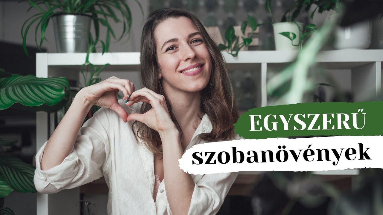 5 legjobb szobanövény kezdőként » I. rész | Herczeg Hajni