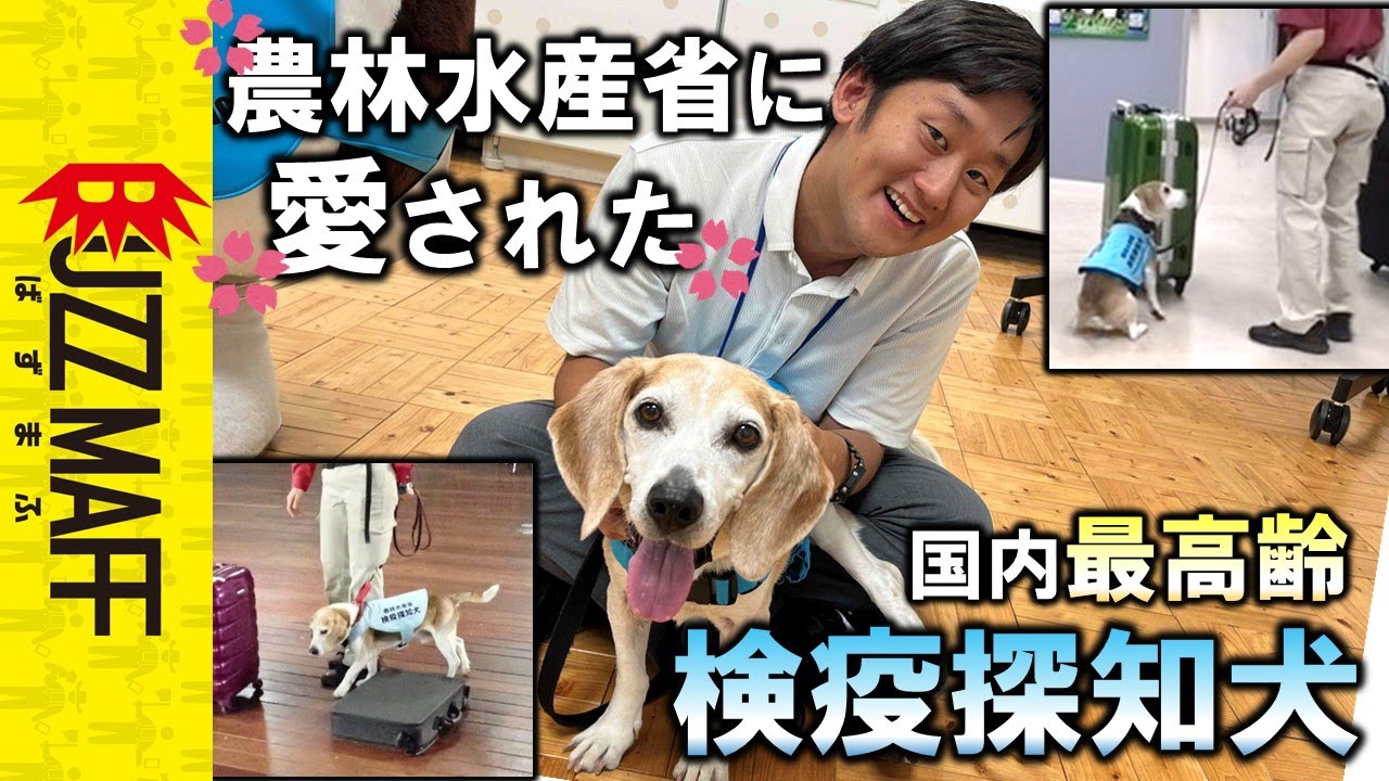 おじいちゃんになったアルバートに再会しました。ﾀｶﾞﾔｾｷｭｳｼｭｳ