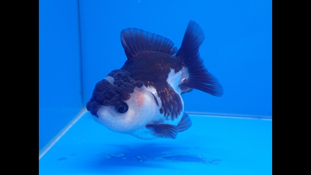 創意眼金魚坊2026年1月份新進魚隻照片欣賞-泰獅,陸獅,短尾泰獅,短尾獅,蘭壽,珠鱗,鵝頭珠鱗,琉金,土佐金,龍睛,蝶尾,和金,水泡眼,布里斯托,龍鯉