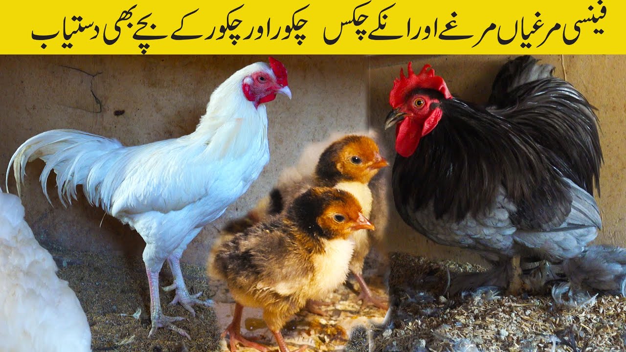 Fancy Hen Rooster | Chukar, Ducks Chicks at Nazar Birds Setup Karachi 29-11- 2022