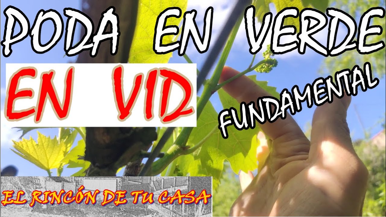 PODA en  VERDE a la  VID