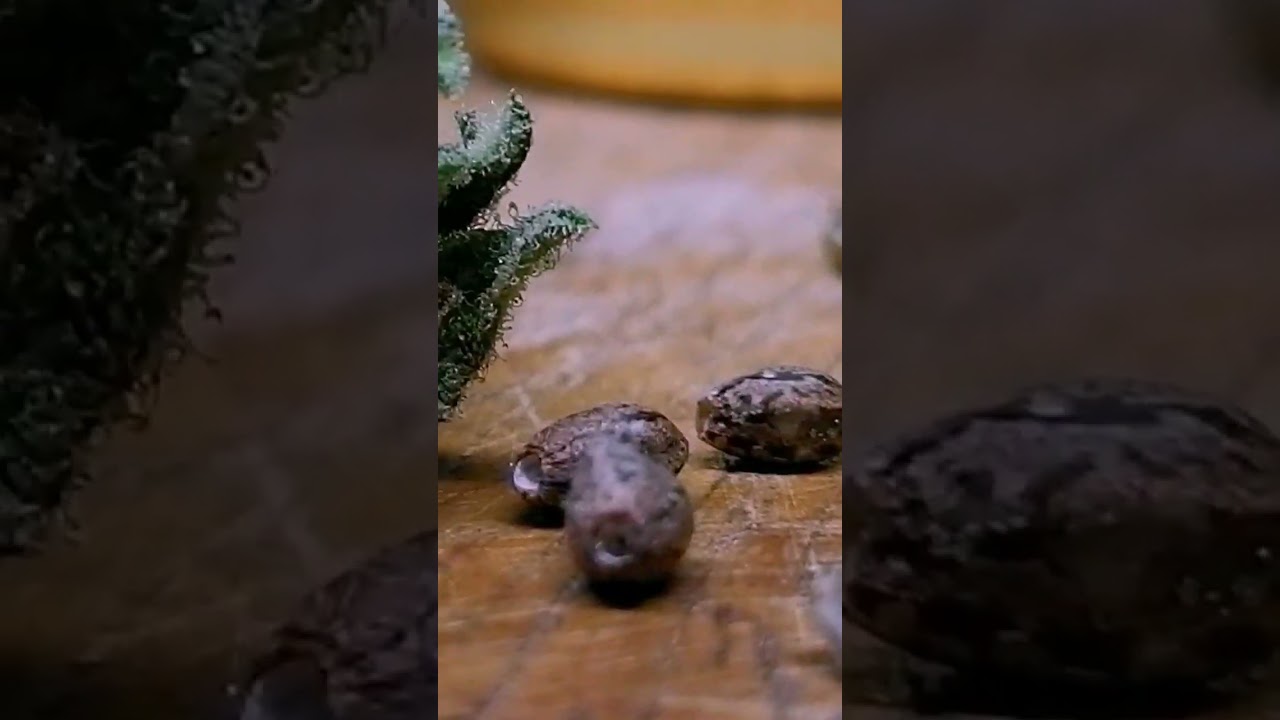 Sticky Bird Seeds #yadad #thailand #cannabis #thc #cbd #macro #viral #villagelife  #cannabiskingdom