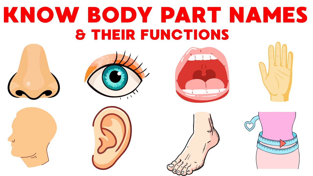 Body Part Names in English for Kids & Their Functions | Learn About Our Body Parts