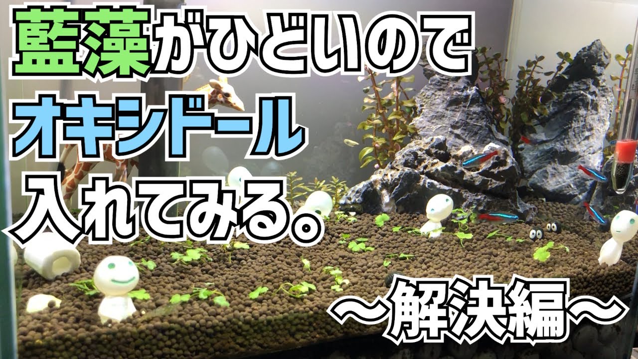 【アクアリウム】藍藻がひどいのでオキシドール入れてみる。～解決編～