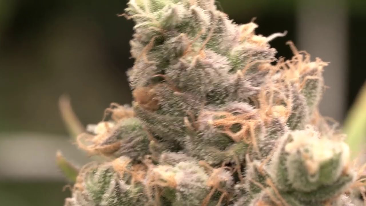 LED Grow Preparing for Harvest