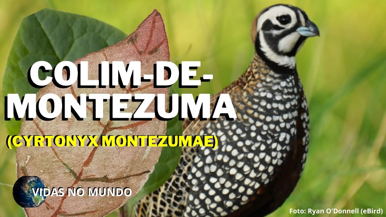 Colim-de-montezuma (Cyrtonyx montezumae)