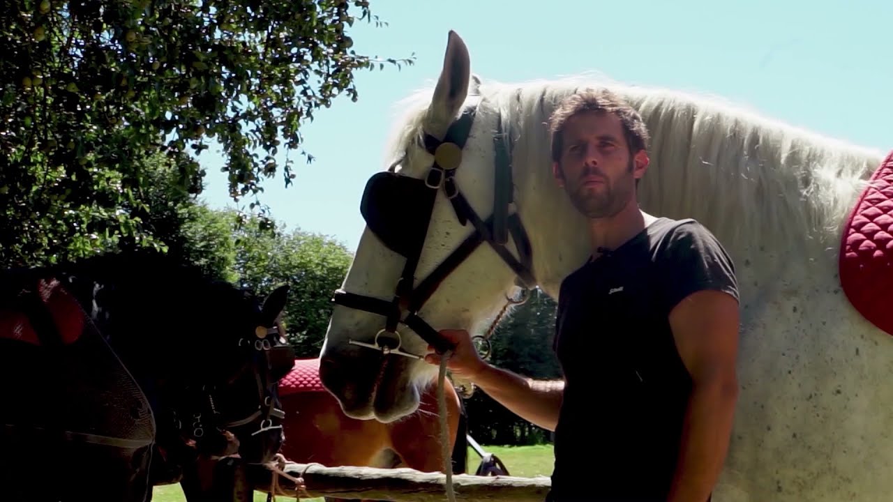 La Michaudière, ferme du cheval de trait