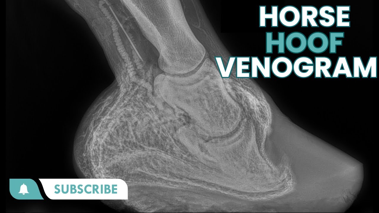 Venogram on Laminitic Horse