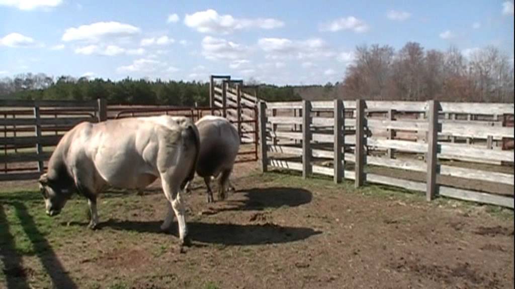 PIEDMONTESE BULLS (2 TONS OF BEEF)