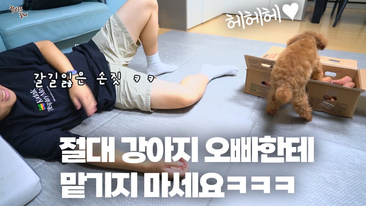 오빠에게 강아지를 함부로 맡기면 안되는 이유 ㅋㅋㅋ 진짜 이유는 맨끝에 있음 ;;;