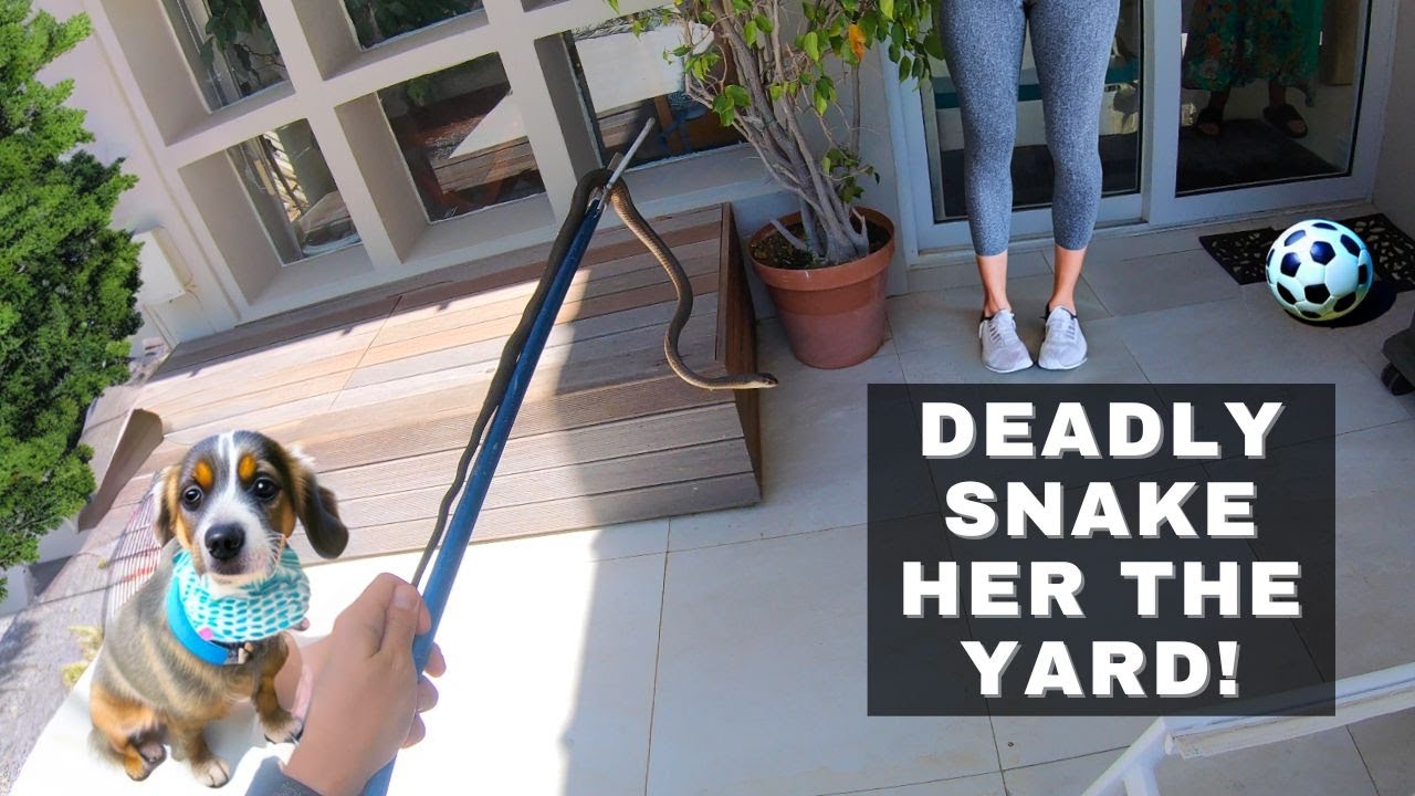 Venomous SNAKE IN HER YARD!