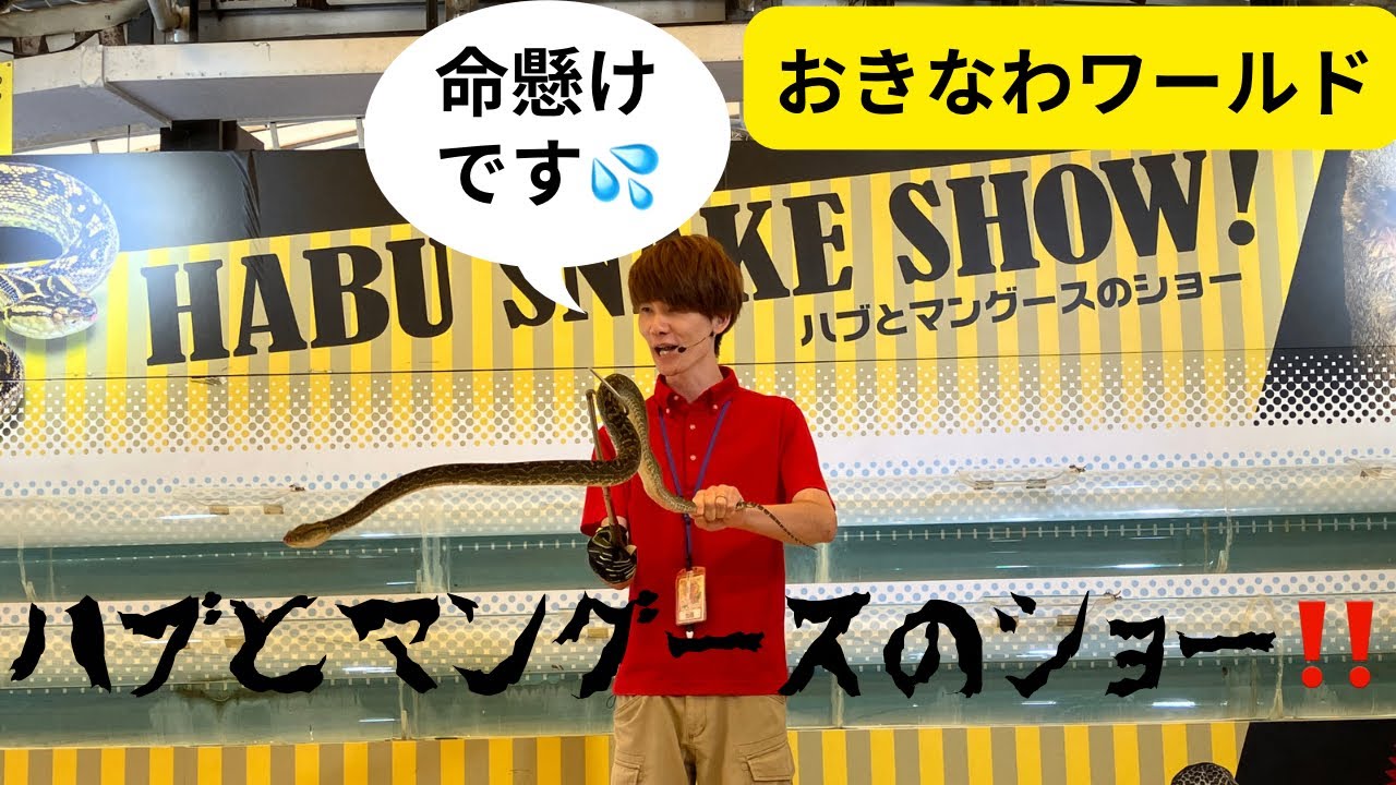 おきなわワールド　ハブとマングースのショー‼️ （まさかの結果…）