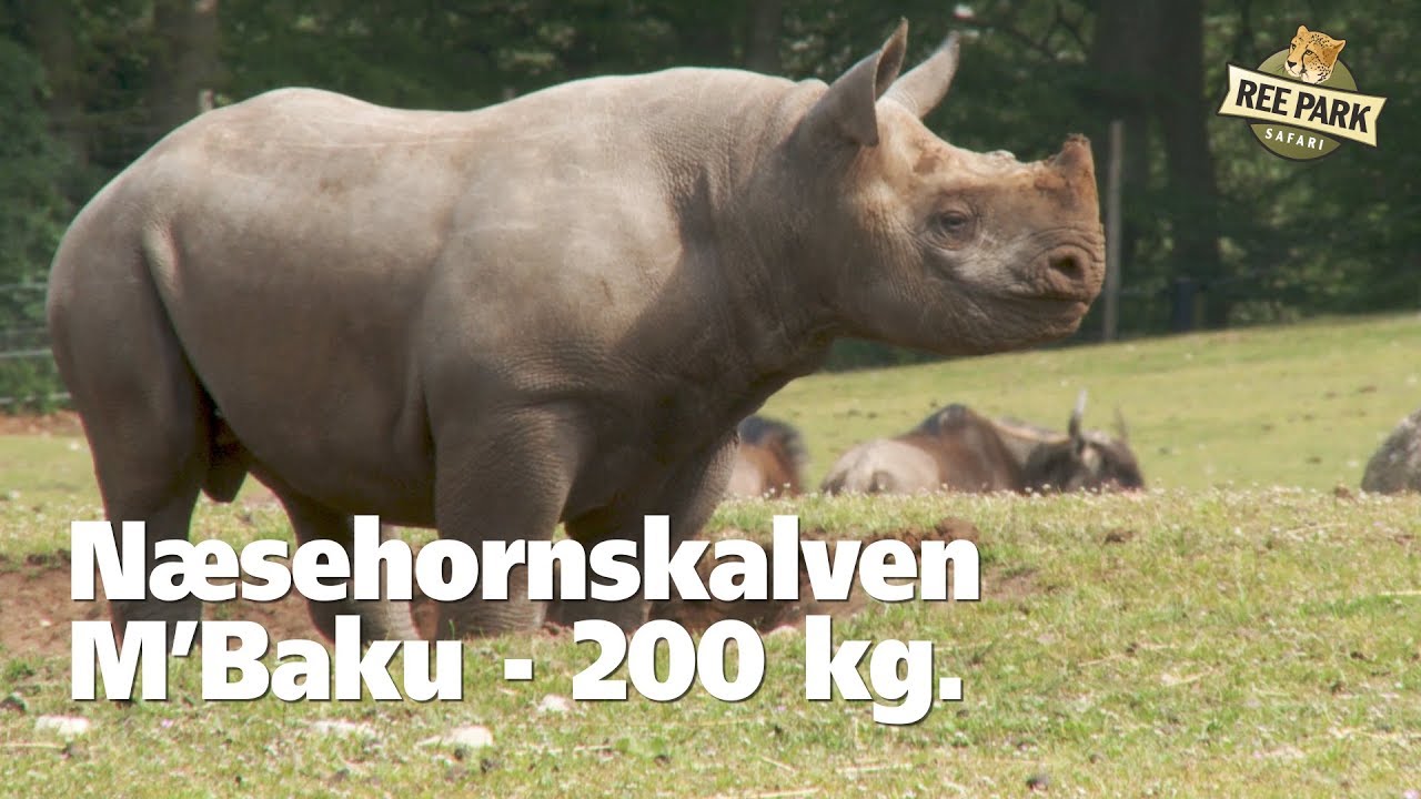 M'Baku - 200 Kg