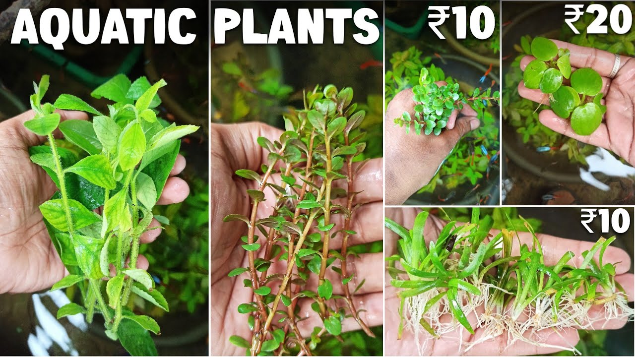 New Aquatic Plants For Sale | Aquarium Plants