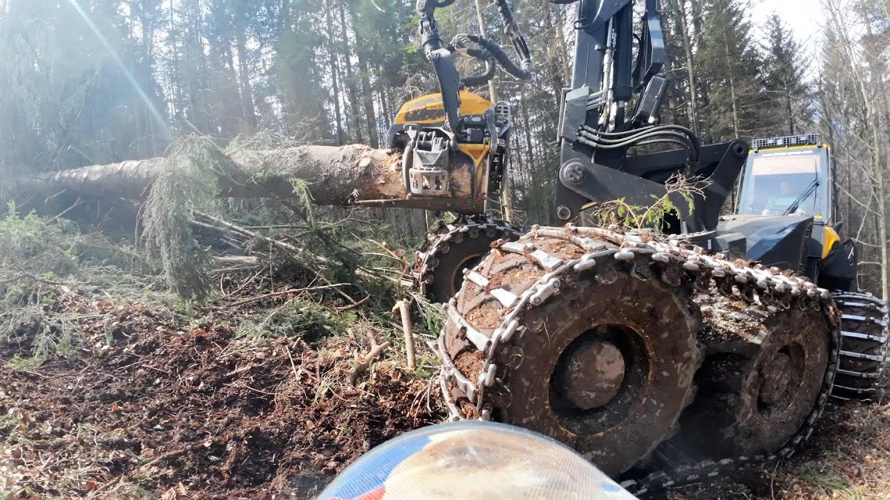 🌲 POWERCUTTING 🌲《 Harry Onboard 》  Ponsse Bear C55 & H8 《 MS 462 》