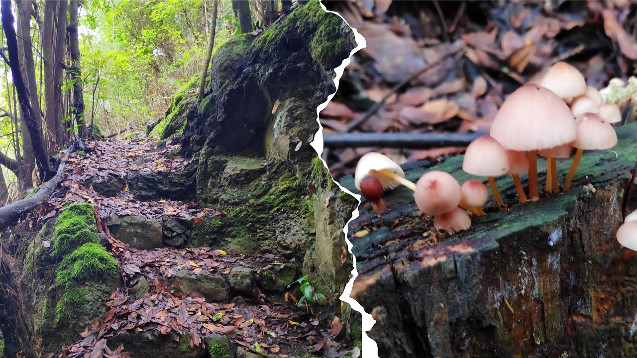 5 senderos del Norte de Tenerife para Oto&ntilde;o