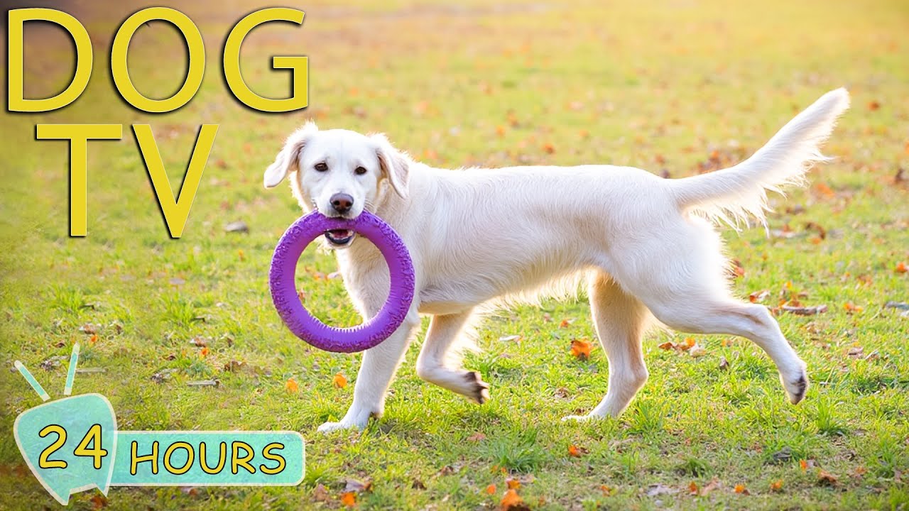 DOG TV: Best Videos to Entertain & Relax Dogs When Home Alone - Anti-Anxiety Music All Day for Dogs