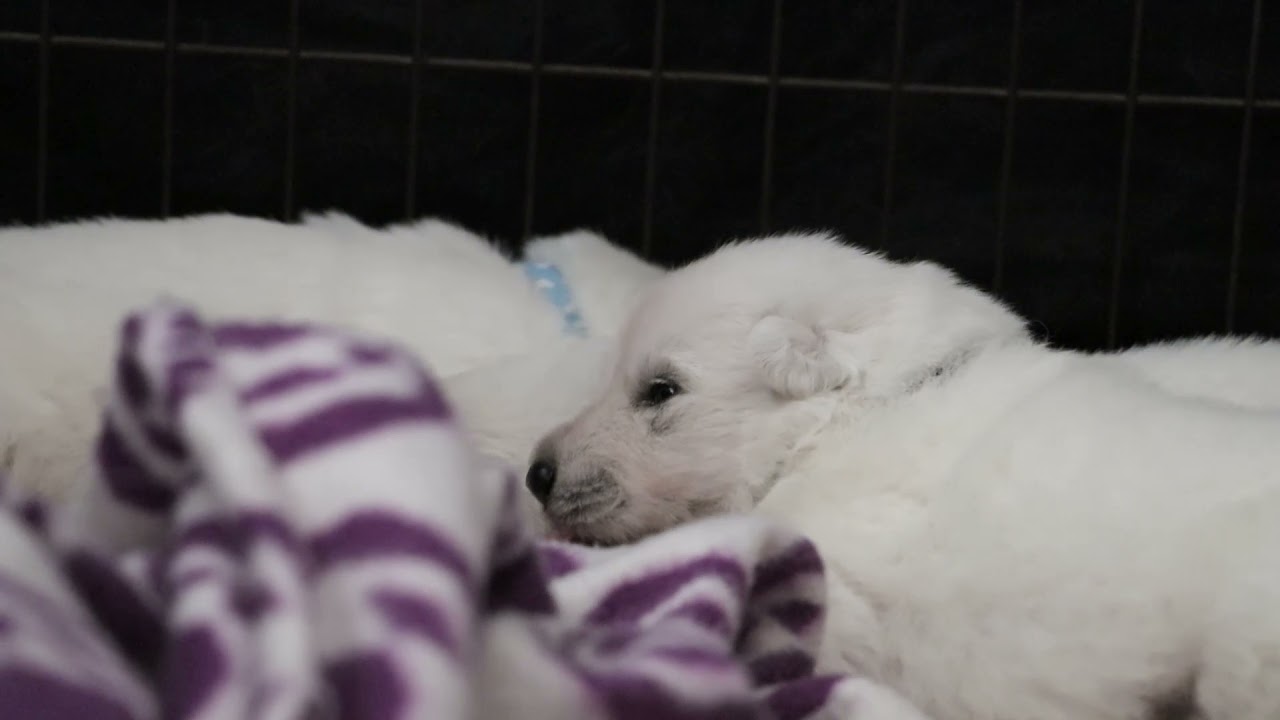 Valentina / Levi 2021 puppies 18 days old 1