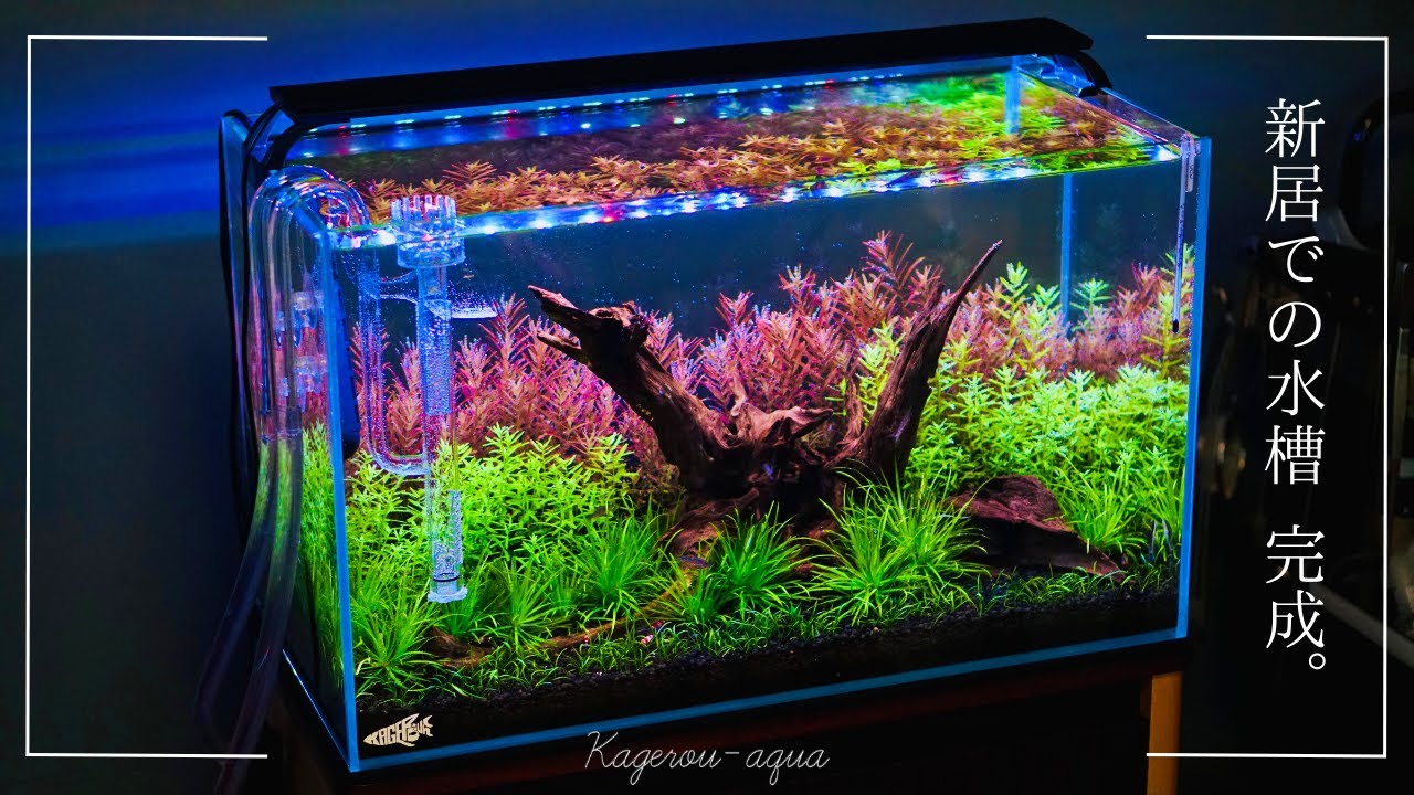 水草レイアウト水槽完成！60cm水槽