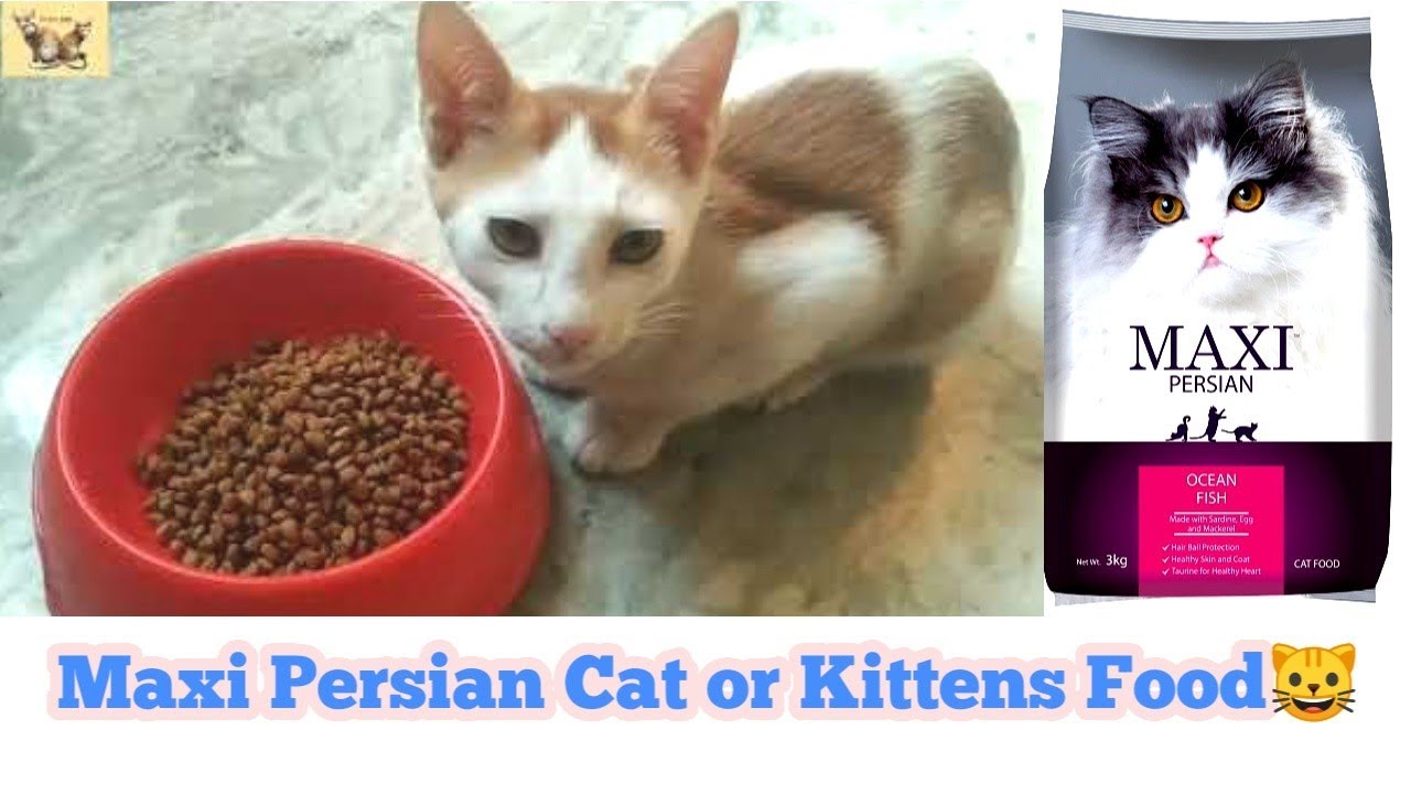Maxi Persian Cat Food Review | Persian cat and Kittens Food 🐱