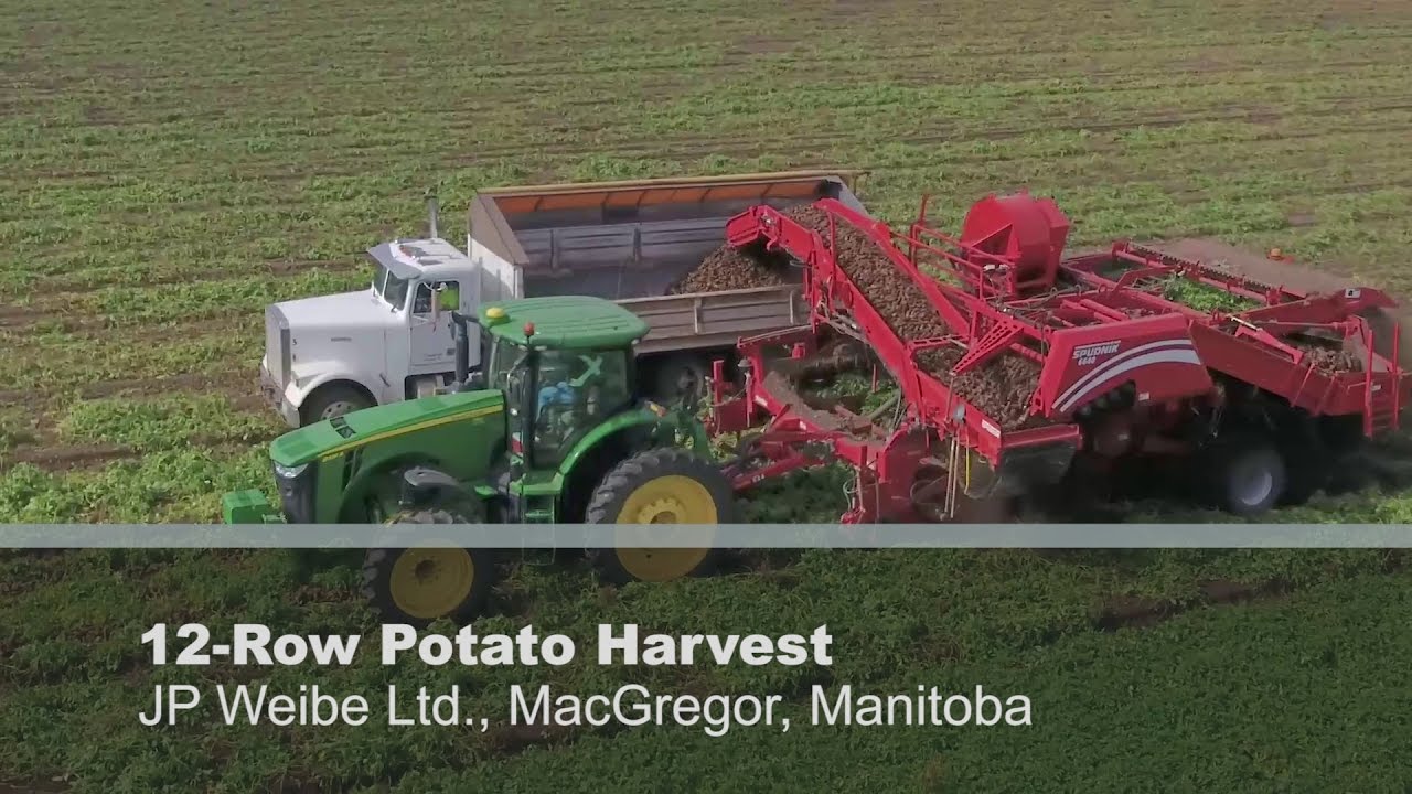 12-Row Potato Harvest in MacGregor, Manitoba