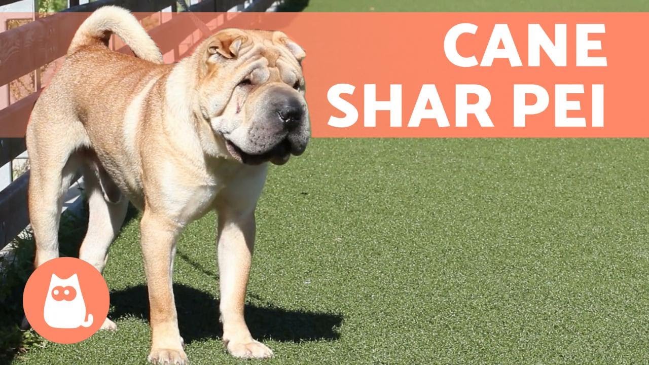 Lo SHAR PEI 🐶🐾 (Origine, Caratteristiche e Cura)