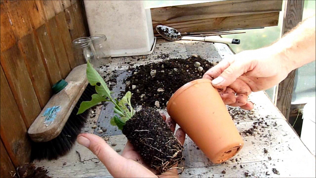 Empotage de Baobab - Monjardindansleslandes