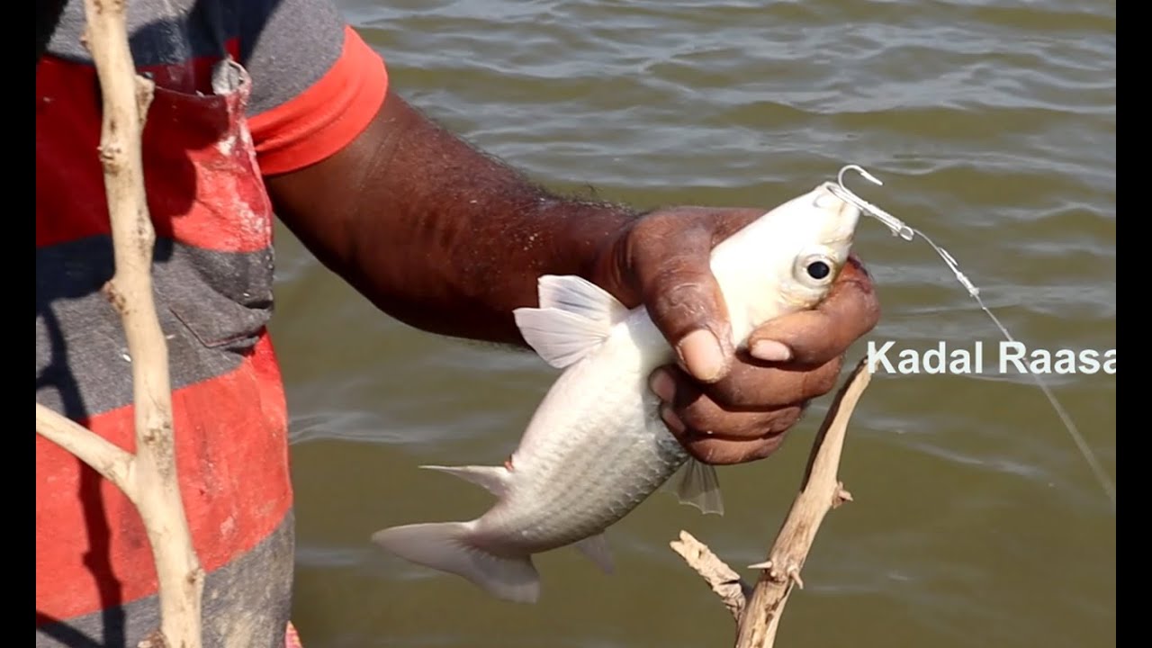 Monster MULLET fish catching back to back