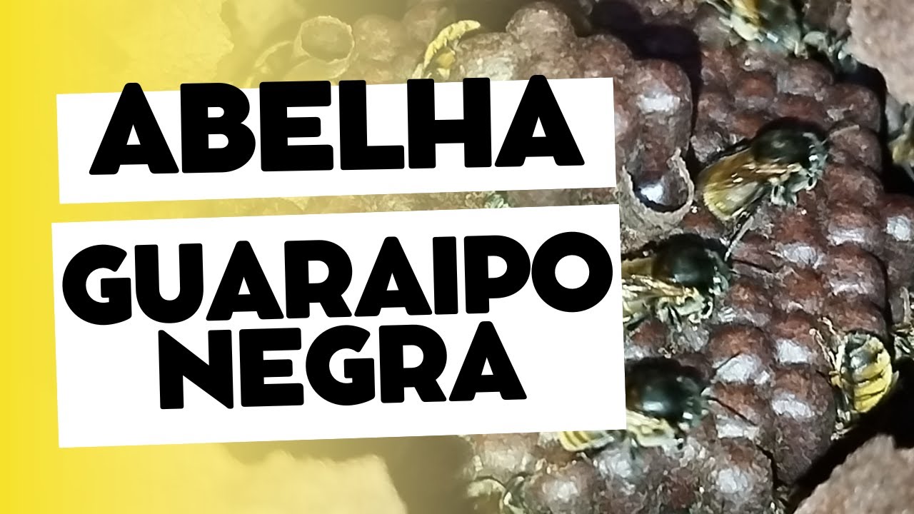 ABELHA GUARAIPO NEGRA