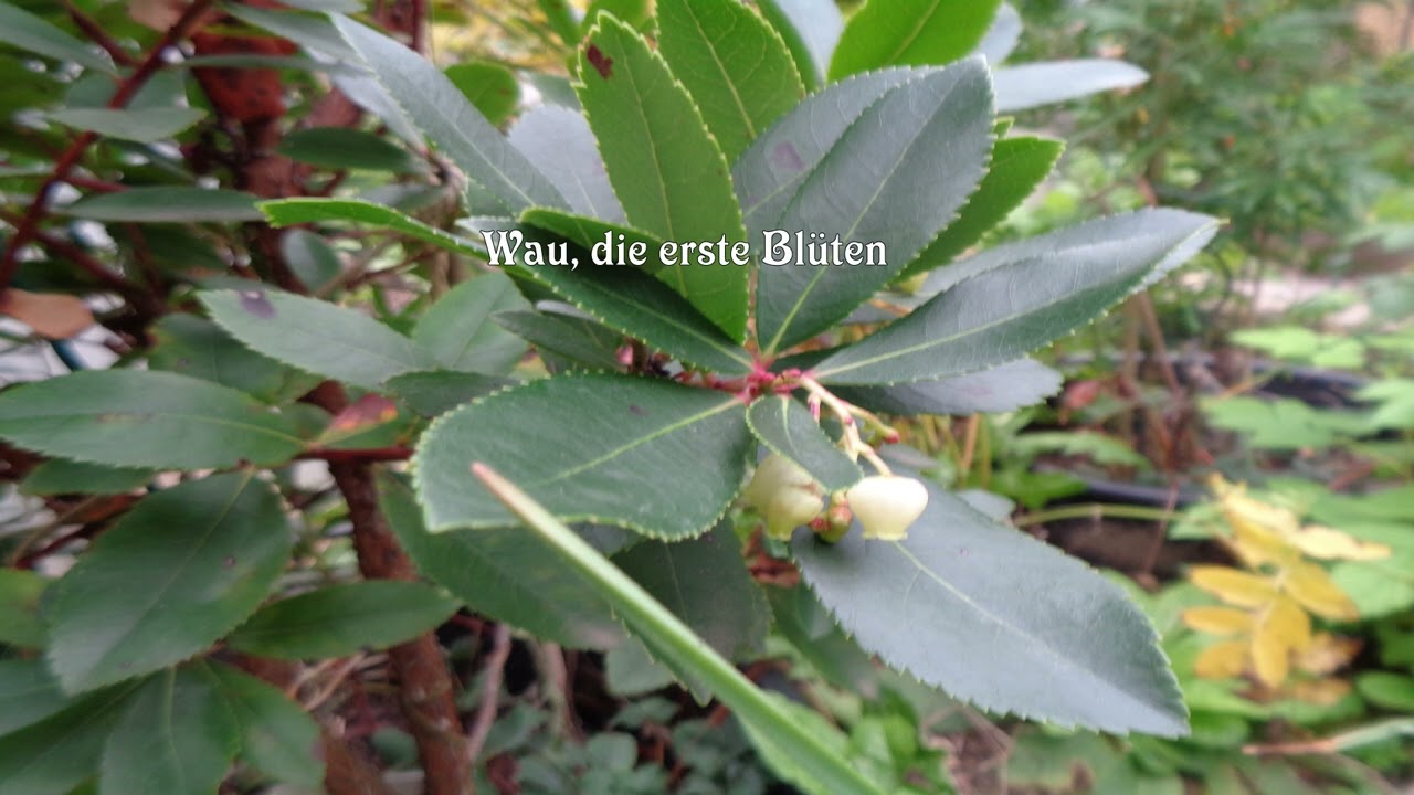 Exoten in unseren Garten - Westlicher Erdbeerbaum