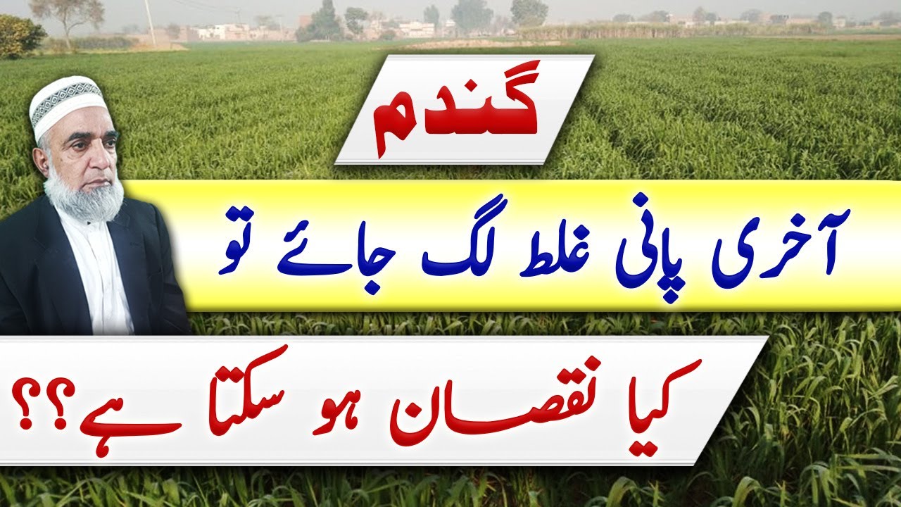 Mistake in last irrigation of wheat crop can lead to losses in yield || Crop Reformer