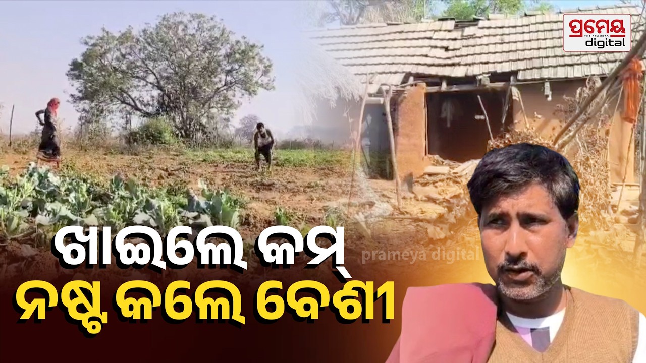 Elephant Terror | ତେଲକୋଇରେ ହାତୀ ଆତଙ୍କ ,ଭାଙ୍ଗିଲା ଲୋକଙ୍କ ଘର ଖାଇଗଲା ଧାନ