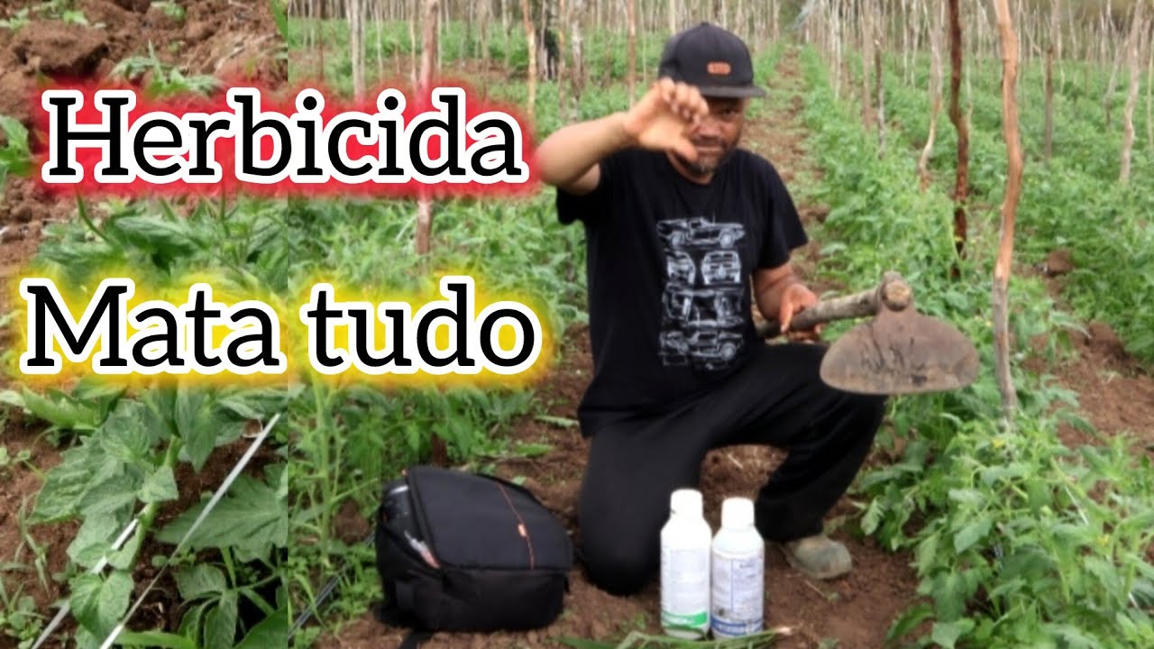 Herbicida mata tudo ‼️😮 no plantio de tomate. 