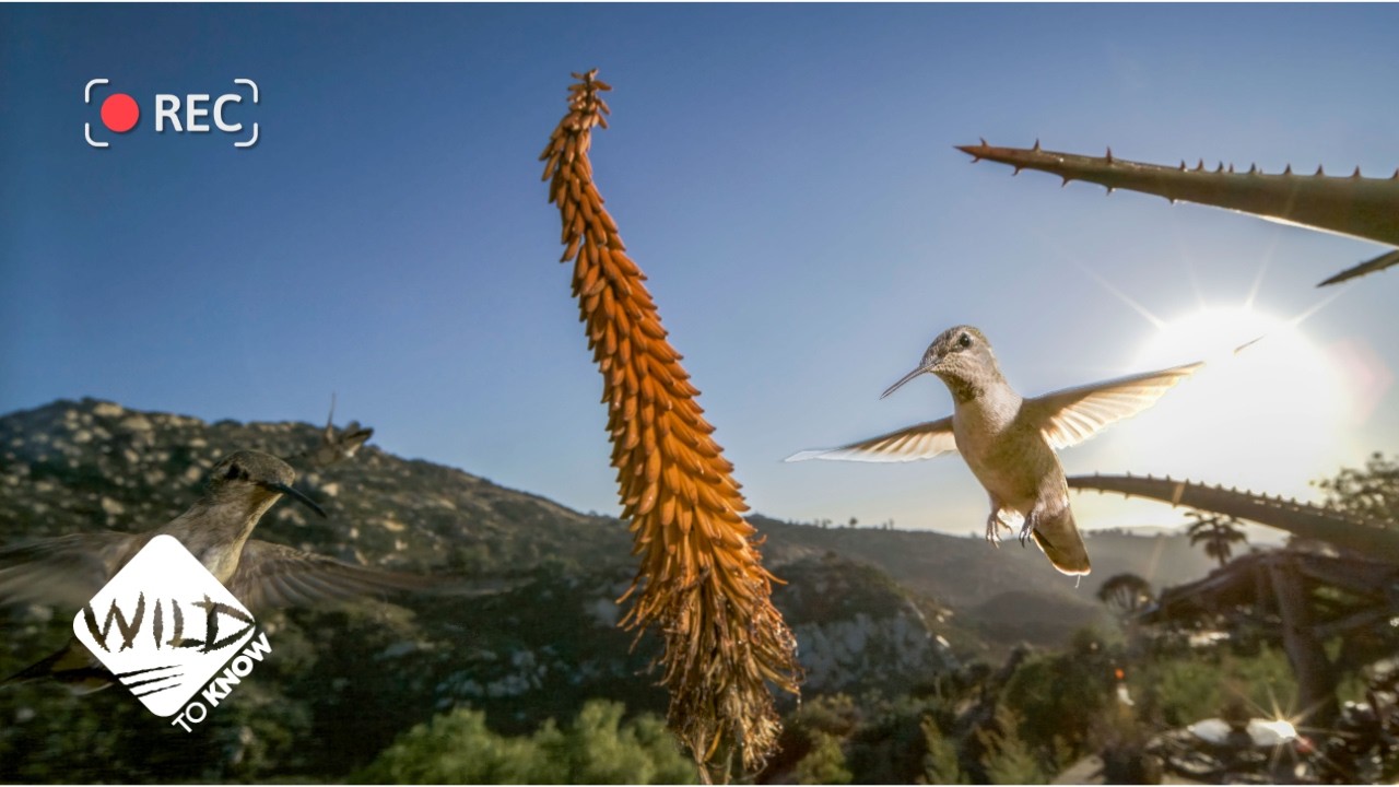 San Diego’s Urban Wildlife | Behind the Scenes of a Nature Documentary