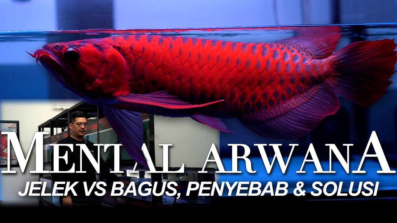 MENTAL ARWANA JELEK & BAGUS, Penyebab & Solusi - Masterclass Arwana