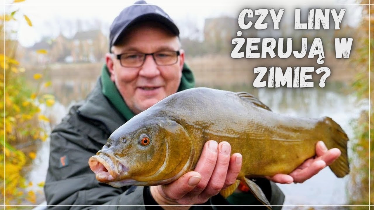 Czy liny żerują w zimie? Zasiadka Linowa w zimie! Jak złowić lina.