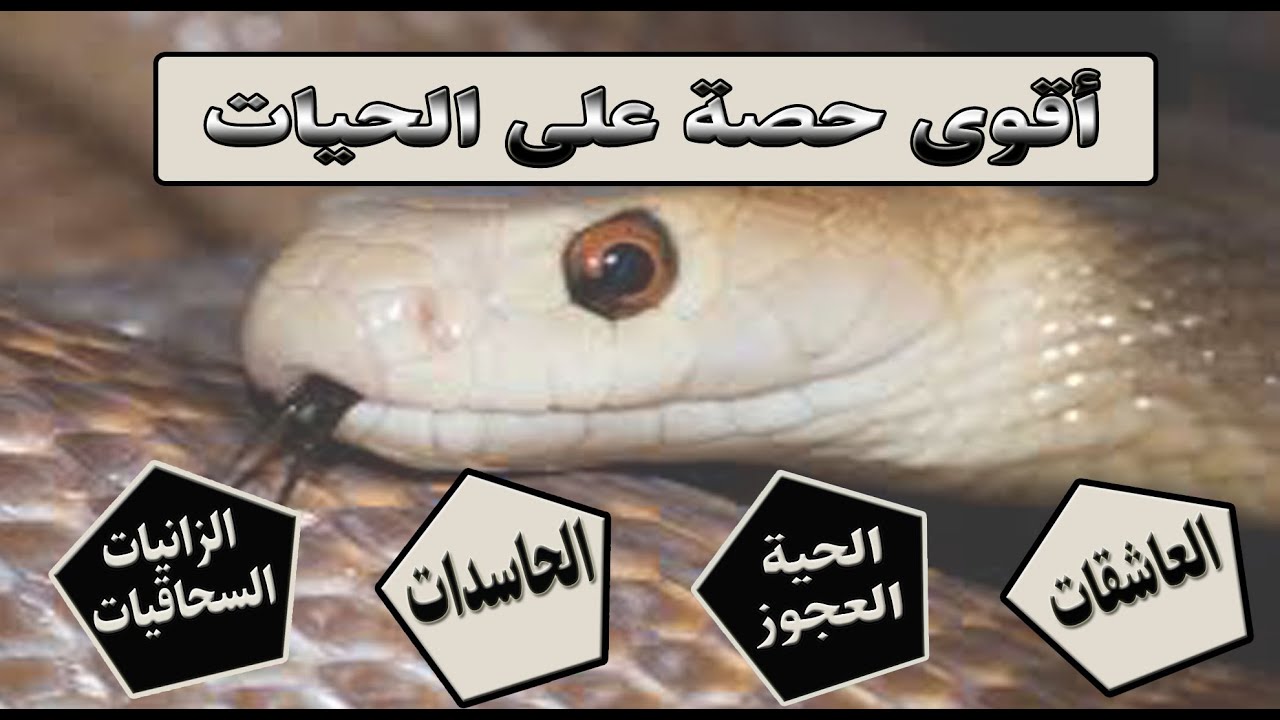 أروع وأقوى حصة على الحيات الحاسدات العاشقات متأكد لم يسبق لكم أن سمعتوا مثلها ركزى على النصف الأخير