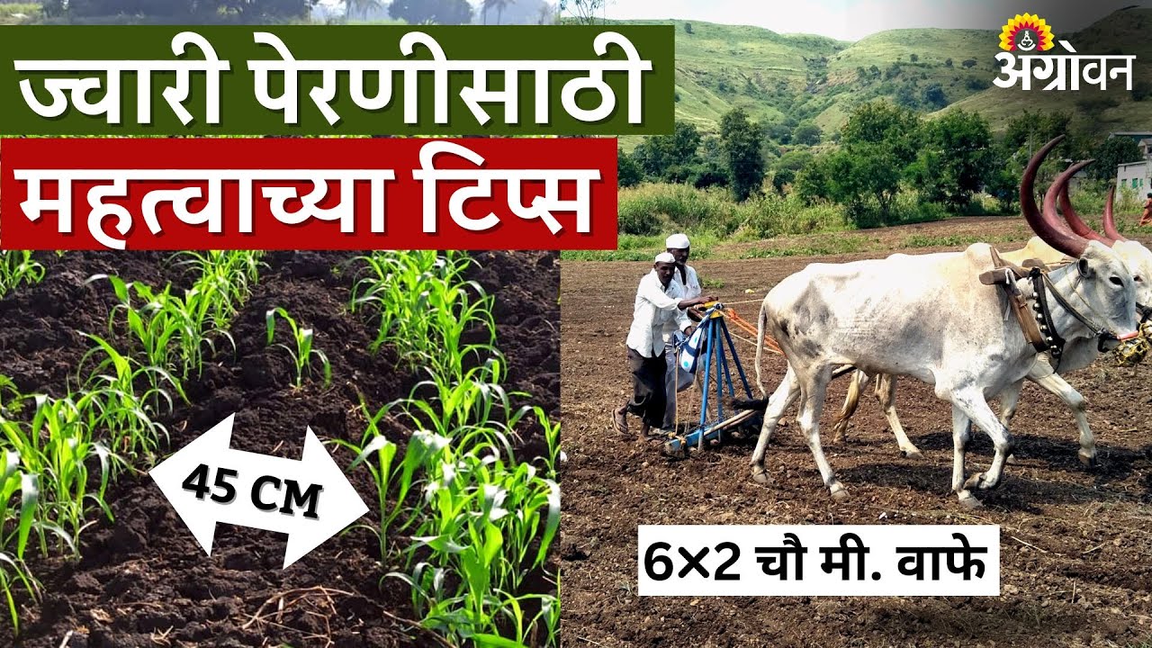 Rabbi Jowar Sowing : रब्बी ज्वारी पेरणीपुर्वी ही तयारी केली का? | ॲग्रोवन