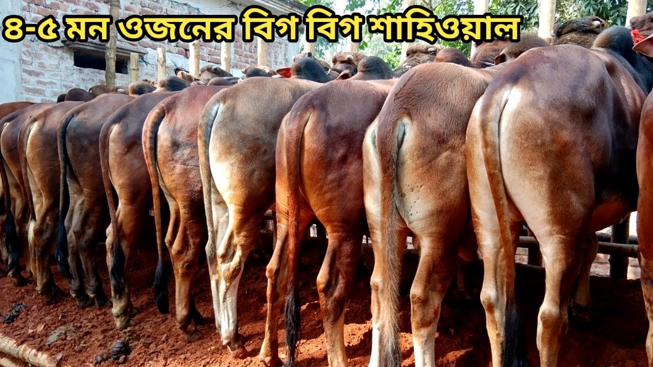 রবিউল ভাইয়ের ১৪ পিচ সুপারহিট শাহিওয়াল কালেকশান ।। ০২/০২/২০২৬