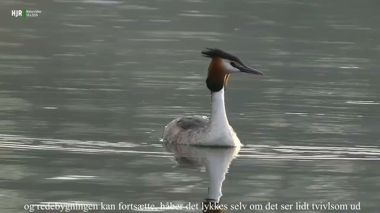 Lappedykker - Great Crested Grebe  Wildlife Dyreliv