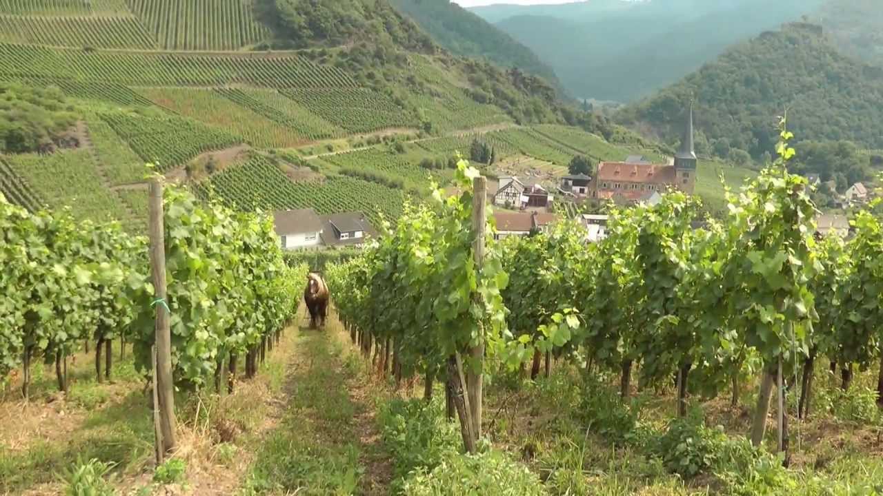 Weinbergspflege mit dem Pferd. Weingut 