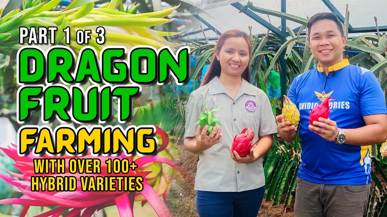 AMAZING DRAGON FRUIT FARMING: FROM PERSONAL CONSUMPTION TURNED FULL SCALE BUSINESS W/ 100+ VARIETIES