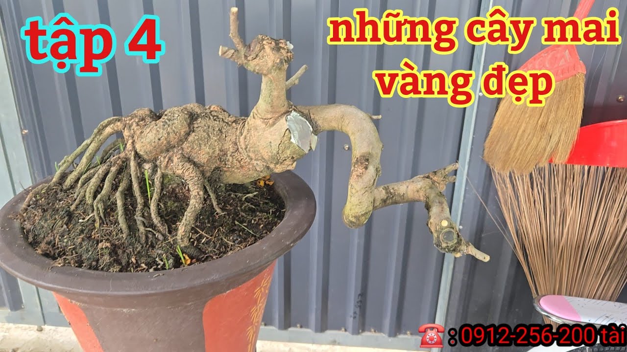 Tập 4 Những cây mai vàng đẹp | mai vàng miền nam | ngày 6/3/2026