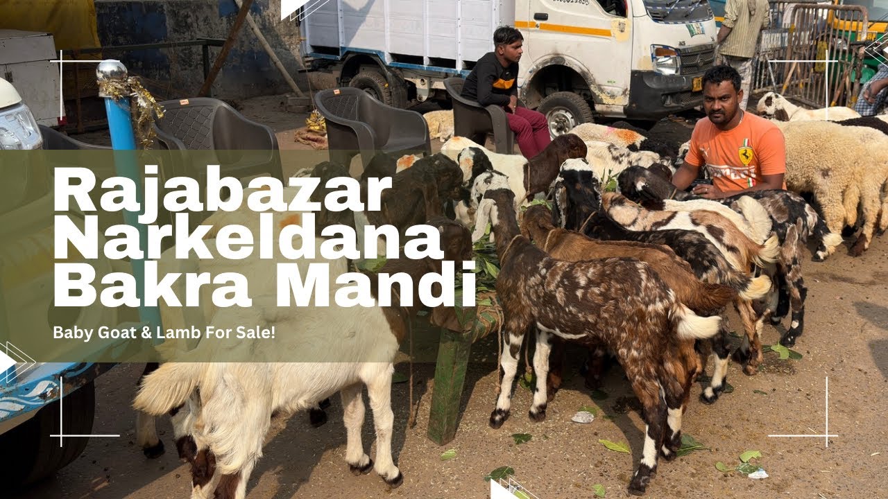 Rajabazar Narkeldanga Bakra Mandi | Lamb & Totapuri Baby Goat For Sale | Kolkata Goat Market  #goat