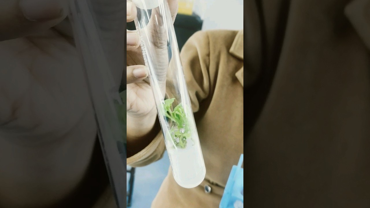 #Plant tissue culture in 1 minute #tissueculture #plantbreeding   #plants #callus  #botany #biology