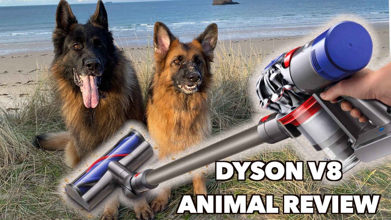 Обзор Dyson V8 Animal