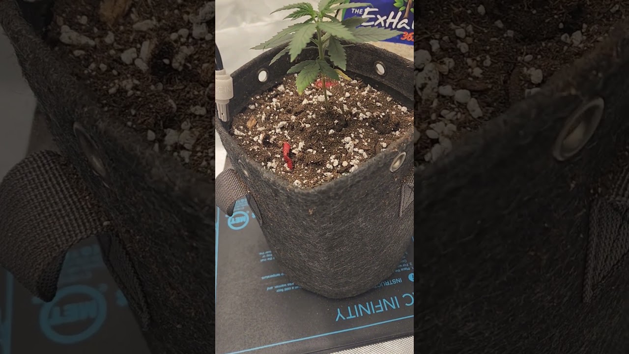 2 day differences #exoticweed #NewGrower