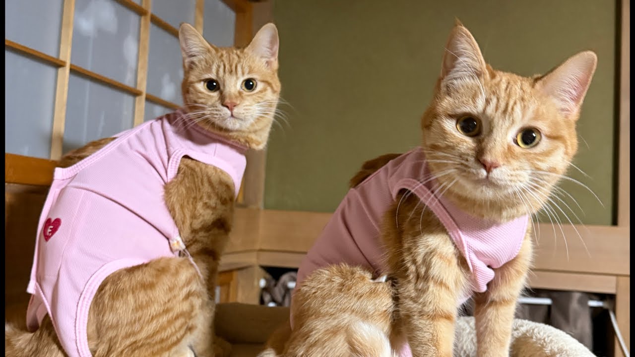 メカ茶トラんずルームから生配信🐈