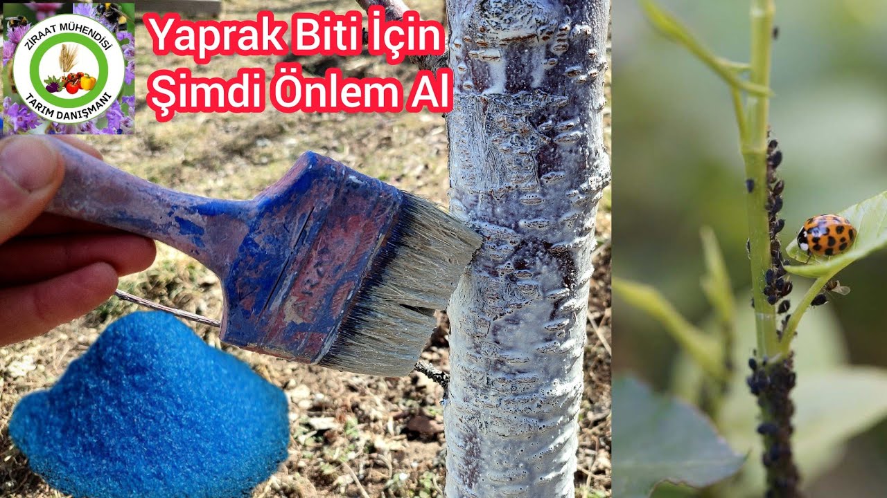 Bunu Şimdi Yap❗Yaprak Bitleri ve karıncalar olmadan sağlıklı meyve ağaçları olacak🌳Ağaç Hasta olmsın